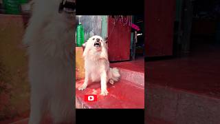 May Dog Is Varry Danger summer dog dog caredog dogloverdog guardingshorts most dangerous dogs [upl. by Pontias]