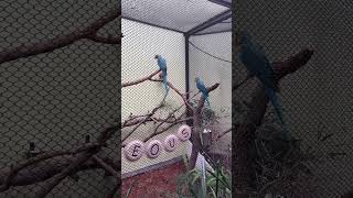 Macaw Aviary At Audubon Zoo [upl. by Keyek916]