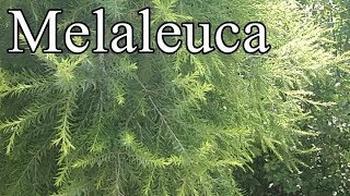 how to grow Melaleuca plants caregrowing tipsMelaleuca palnt evergreen plant [upl. by Nirek856]