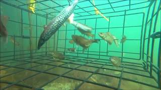 Amazing fish trap in sea GoPro in bait trap [upl. by Wendolyn173]