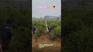 Farmers life 🧬 please like share and subscribe [upl. by Yblehs]