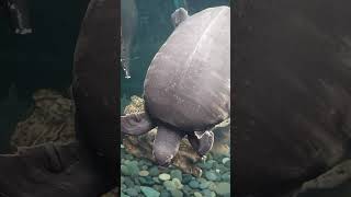 Pig nosed turtle at Central Park Zoo New York centralparknewyork centralparkzoo turtle [upl. by Arrik835]