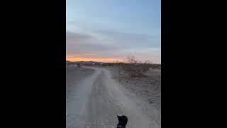 Video of Hi Jolly BLM Dispersed Camping Area AZ from Tyler C [upl. by Seleta]