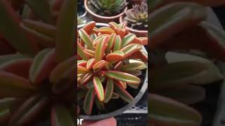 peperomia Graveolens Ruby [upl. by Chloe]