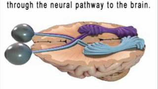 Educational Video on The Vision System  Diopsys [upl. by Gleda]