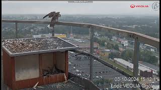 VEOLIA Łódź PLAfrodyta on railing Dżulian on roof looking for food runs to Mom2024 10 03 14 57 [upl. by Ajiak]