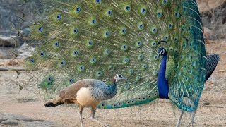 मोर का डांस peacock 🦚 dance 💃 roof birds the india pefowlpeacock sound and peacock flying peahen [upl. by Hsekar]