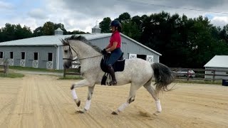 Cavalor  11 year old Holsteiner Gelding [upl. by Bentlee]