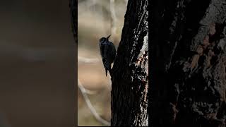 yellow Bellied Sapsucker [upl. by Inar]