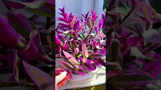 How to propagate wandering jew from cutting garden ytshorts indoorplants decoration couple yt [upl. by Vig]