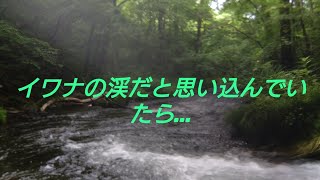 【渓流釣り】イワナの渓だと思い込んでいたら… [upl. by Samp]