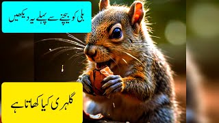 What Does a Squirrel Eat And Drink  Gulehri Kia Khata Pitaa Haisquirrel eating cat [upl. by Dloreg]