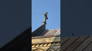 A Peregrine and a magpie chatting on the rooftop londonwildlife [upl. by Trillby]