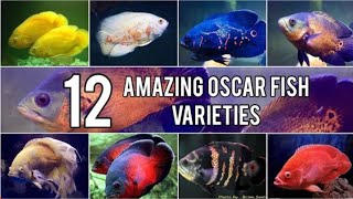 12 amazing oscar fish varieties plz like and subscribe [upl. by Ocirled]