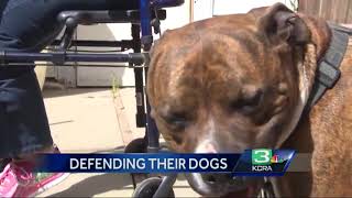 Owner Of Attacking Pit Bulls Speaks Out [upl. by Huberman]