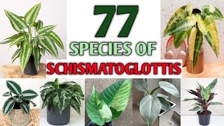 77 Schismatoglottis Species  Schismatoglottis Varieties with Identification  Plant and Planting [upl. by Jacobba51]