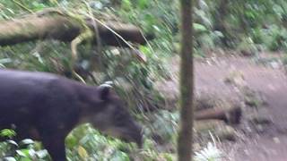 Bairds Tapir Pocosol Station [upl. by Donata]