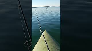 Seagull steals lure fishing [upl. by Blondell]