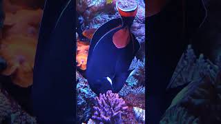 Achilles Tang Acanthurus achilles working on the reef secretcoralsociety marineaquarium [upl. by Haiel971]