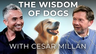 Dog Training and Calm Assertiveness  Eckhart Tolle in Conversation with Dog Whisperer Cesar Millan [upl. by Nosiaj328]