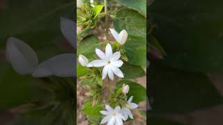 Jasminum multiflorum  कुंद plant flowers [upl. by Eilesor]