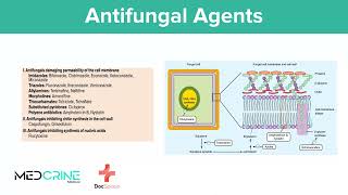 Antifungal Drugs pharmacology simplified [upl. by Ardnaiek295]