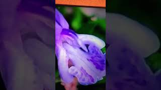 Salvia rosmarinus video plants nature medicinalplants benefits shorts [upl. by Rasia]