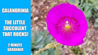 Calandrinia the little succulent that rocks [upl. by Benedick200]