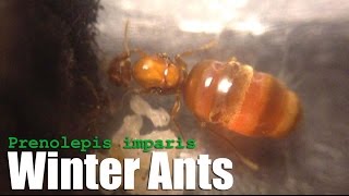 Winter Ants Prenolepis imparis False Honeypot Ants [upl. by Balough]