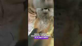 quotBir anne tilki yavrusunu kurtarmak için insanlardan yardım istercesine garip sesler çıkarıyorquot [upl. by Farrel133]