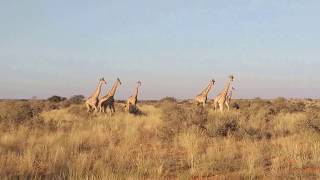 Tswalu Kalahari GR South Africa  Giraffes 2017 Jul 05 [upl. by Marna284]