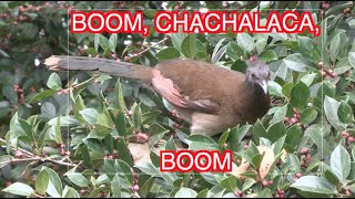 Chachalacas Eating and Screeching NARRATED [upl. by Forelli]