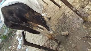 cow treatment done of anaplasma [upl. by Analaj]