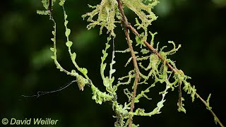 Can You See That Moss Mimic Stick Insect [upl. by Cullen]