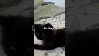 Cat Magic MaDaMaDa [upl. by Ened]