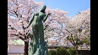 8K HDR 富山 魚津総合公園の桜 ToyamaSakura at Uozu Park [upl. by Omlesna547]