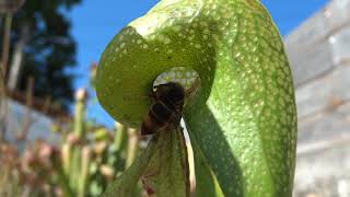 Darlingtonia californica Cobra lily atrapando una avispa velutina [upl. by Herbert995]