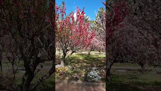 Wistaria Garden Sydney trending viralvideo spring australia garden [upl. by Gillman]