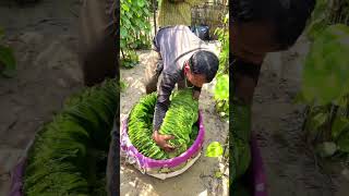 Paan patta🍃 farming🤔। making farming shorts [upl. by Tristram]