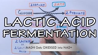 Lactic Acid Fermentation  Detailed [upl. by Delphine]