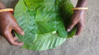 How to make sal leaf Plates and BowlHandmade Natural leaf plateTribal sal leaf Plate [upl. by Akeihsat601]