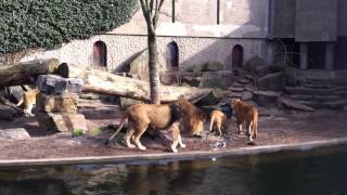 Lions at the Zoo Attack Bird [upl. by Alicia]