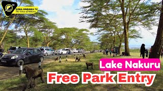 Inside LAKE NAKURU NATIONAL PARK on Free Entry Jamhuri Day [upl. by Heida849]