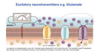 Excitatory vs inhibitory effects of Neurotransmitters  VCE Psychology [upl. by Yvad]