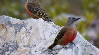 Birds of Cape Town South Africa [upl. by Pulchia642]