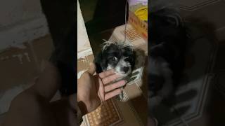 pets cute lulubaby doglover puppy lulu viralvideo shorts trending youtubeshorts memes [upl. by Skyla54]