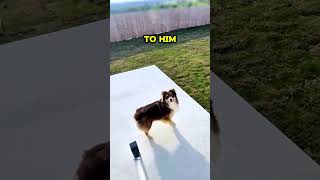 ADORABLE Dog Reacts To New Home 🥹❤️ animalshorts shortsfeed animalrescue doglover [upl. by Namyw]