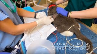 Thoracocentesis Medical Minute Episode 8 [upl. by Malinda428]