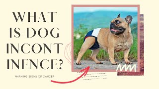 What is dog 🐶 incontinence [upl. by Norene]