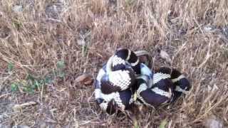 King Snake vs Gopher Snake Battle to the Death [upl. by Nomal]